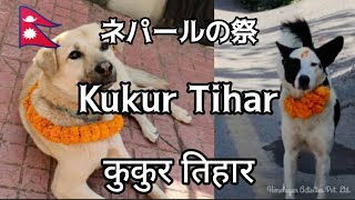 ネパール🇳🇵ククルティハール2021｜犬の祭｜カトマンズの街の様子も│Kukur Puja, Kukur Tihar 2021, Kathmandu, Nepal