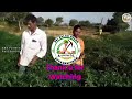 nandini crop care hybrid chilli jammi ayaan నందిని క్రాప్ కేర్ హైబ్రిడ్ మిరప ఎకరాకు 40 దిగుబడి