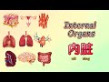 Internal Organs 内脏in Chinese Mandarin 【 学简单中文 】