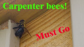 How to Get Rid of Wood Bees - Carpenter bees are a problem