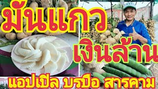 มันแกวเงินล้าน ☘😃 มันแกวตะเภา 🌸 แอปเปิลบรบือ มหาสารคาม ☘🌺