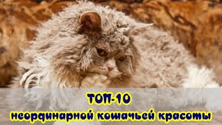 ТОП 10 неординарной кошачьей красоты  TOP 10 extraordinary cat beauty