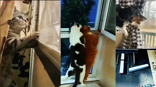 New Funny Animals 2023 | Funniest Cats and Dogs Videos | Silliest CATS on Earth  Funny Cats Videos