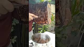 harvesting pure Stingless bee honey.