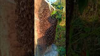 Apis  Cerana  Bee in electric pole