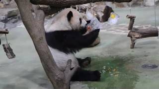 20200625 開園首日慶端午 團團冰粽分兩組 Giant Panda Tuan Tuan