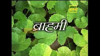 Health Benefits of Brahmi Plant | Acharya Balkrishna