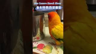 Sun Conure Knock Show 金太陽鸚鵡愛敲擊