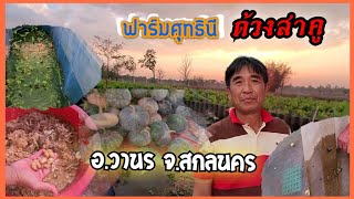 วิธีเลี้ยงด้วงสาคู ด้วงมะพร้าว ที่แรกของภาคอีสาน สกลนคร | ซีม blog นครพนม