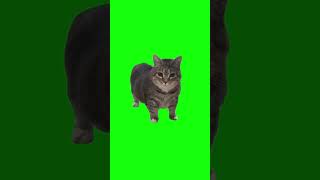 Oiiaoiia Cat Meme | Green Screen #cat #catmeme #oiiaoiia #brainrot #cats #meme #fyp