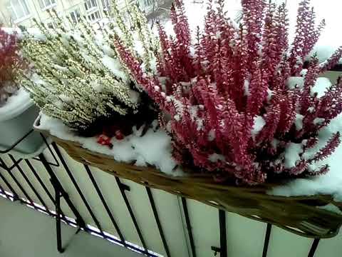 Вереск В Горшке Зимой фото 5