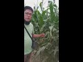 new variety corn seeds by advanta