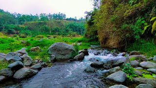 Serenity of the Woodland Soothing Water and Birdsong