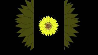 Sunflower python animation with source code #pythonturtle #coding #shorts #shortvideo #ytshorts #sk