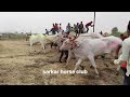 bull cart race हिंदकेसरी बंडाभाऊ खिलारे रंग वळत असताना च एक क्षण