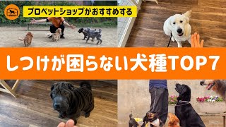 飼ってて困らない、しつけが楽な犬種TOP7(イングリッシュゴールデンレトリバー、極小シュナウザー　ブラックビーンズ、デーニッシュブロホルマー、他)