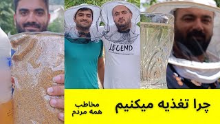 دلیل تغذیه زنبورعسل برای همه مردم