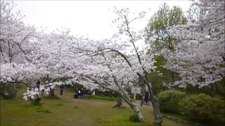 白野江植物公園・桜満開