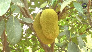 ವಾಣಿಜ್ಯ ತಳಿ ಹಲಸು ಮತ್ತು ನರ್ಸರಿ | Jack Fruit