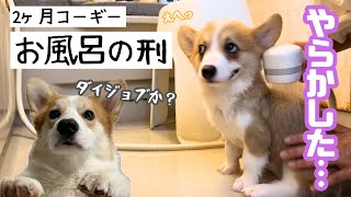 ついにやってしまったか…。はじめてのお風呂もへっちゃら？【コーギー子犬】