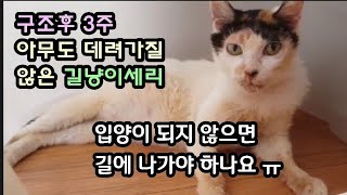 아픈 길냥이를 구조하여 치료했지만  갈데가  없어요