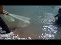 ماهیگیری با تور سالیک fishing with salic net تور پرتابی ماهیگیری the beamed tour