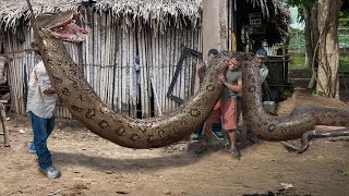 Biggest Snake in The World Discovered