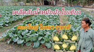 เกษตทำเงินสร้างรายได้ใน60วันเคล็ดลับน้ำหมักใบเขียวต้นใหญ่ใบหนาขายได้ราคา|กบปลาพารวย