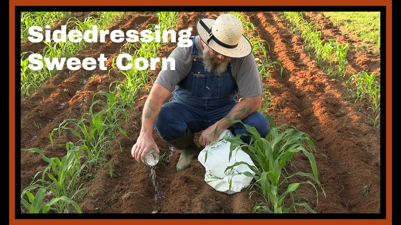 Side Dressing Sweet Corn #sweetcorn #growyourownfood - YouTube