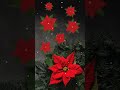 christmas traditional flower animated