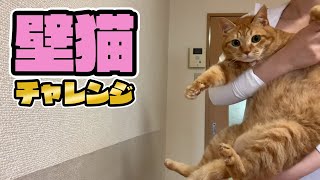 【壁猫チャレンジ】我が家の3ニャンズが最近流行りの壁猫チャレンジに挑戦！