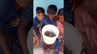 Village boys hunting Crabs#Nandu #crabs#Natures #Mannvasanai