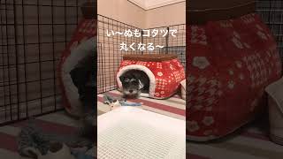 犬もコタツで丸くなる〜【ミニチュアシュナウザー子犬】