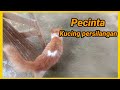 Persilangan kucing persia sama kucing kampung bermain di tempat jemuran #Part6