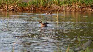 小水鴨 / Green-winged Teal / Anas crecca