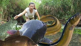 Top video: Harvesting fish with nets, using water pumps to catch fish and fish traps, eel traps