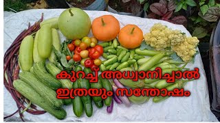 മനസ്സ് നിറയും ഇതൊക്കെ കാണുമ്പോൾ |Harvesting vegitables