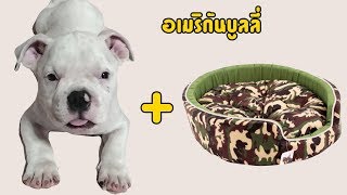 อเมริกันบูลลี่ วิธีแกล้งกะทิยังงัยให้ตื่น [American Bully]