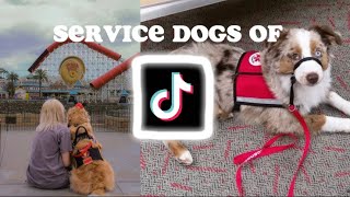 You’re on Service Dog side of TikTok #2