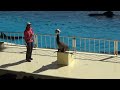 アシカショー　マリンワールド海ノ中道　水族館sea lion show marine world uminonakamichi aquarium