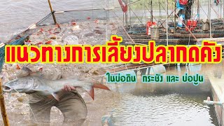 การเลี้ยงปลากดคัง | ในบ่อดิน  กระชัง และ บ่อปูน |