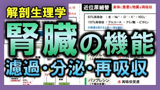 【解剖生理学（泌尿器系）】腎臓の機能（濾過・分泌・再吸収）：リメイクver.