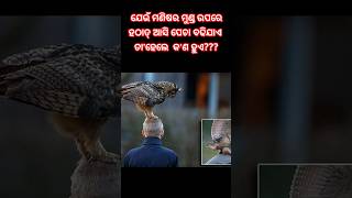 ଯେଉଁ ମଣିଷର ମୁଣ୍ଡ ଉପରେ ହଠାତ୍ ଆସି ପେଚା ବସିଯାଏ କ'ଣ ହୋଇଥାଏ?? #odia  #anuchinta#Jay Jagannath#shorts