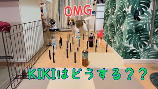 コーイケルKIKI  どれだけ狭い所通れる？？