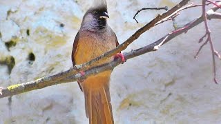 Speckled Mousebird