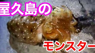 春イカ釣りに行って後日モンスターを釣り上げる動画【屋久島】