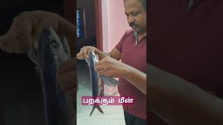 பறக்கும் மீன்