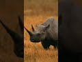 2022 rhino vs 3000 bce rhino#shorts