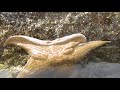 sea kayaking on canada s sunshine coast british columbia facing waves