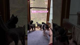 ネコと子ネコとおじさん　朝は皆んなで窓際ニャルソック　#s#cat #cats #猫 #保護猫 #子猫